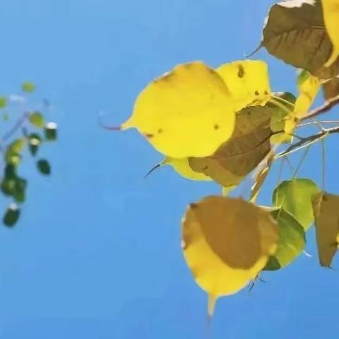 与阳光撞个满怀 ——周末实践活动集锦