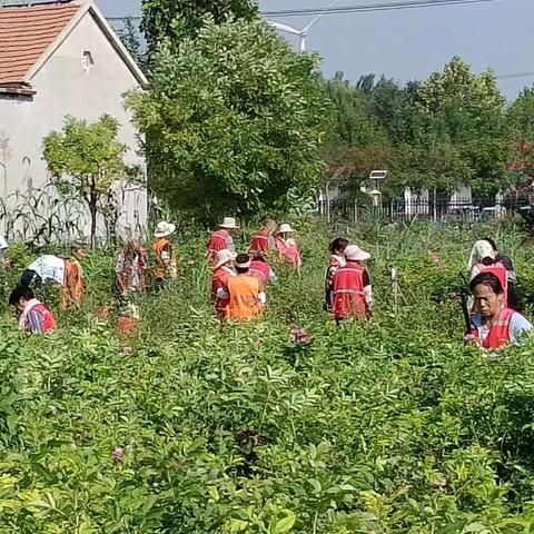 沙河镇公益岗利用空闲公园除草，安全培训