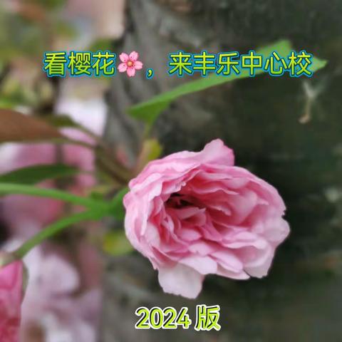 来丰乐，看樱花(っ＾▿＾)۶🌸2024 版