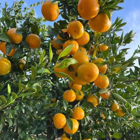 欢“橘”一堂——旺盛小学附属幼儿园中班班本课程