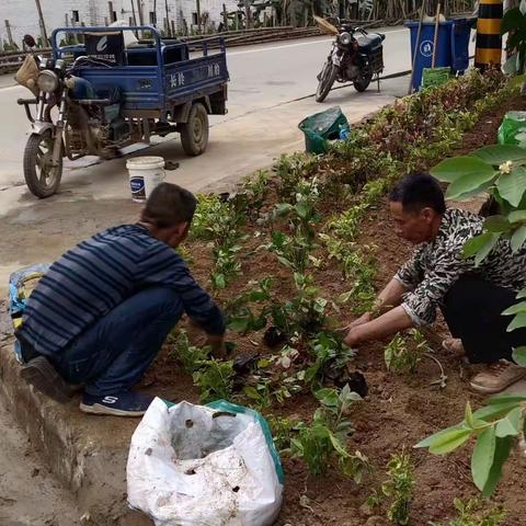 【坂美村】村容村貌焕美颜 乡村振兴启新篇