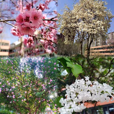 在硕丰，遇见更好的童年 ——硕丰五【3】班风采展