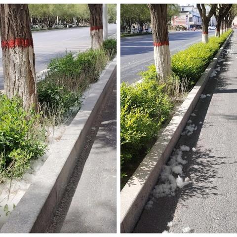 精准施策，精细化作业 破解柳絮清扫难题