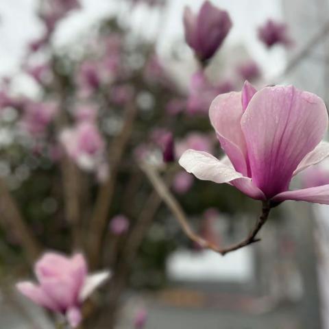 花开校园皆见喜，师生共赏春日景