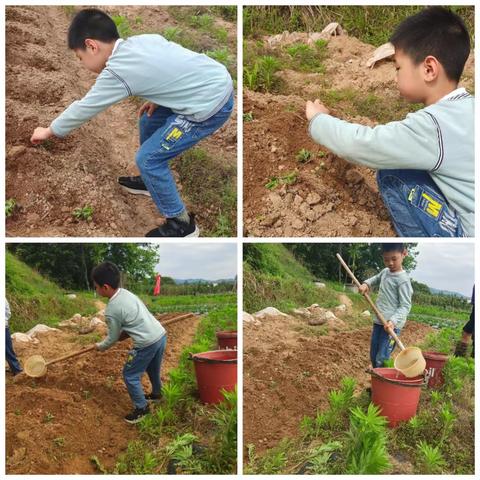 了解种植文化，践行低碳生活--章江路小学西校区一（七）班劳动主题项目式探究活动纪实