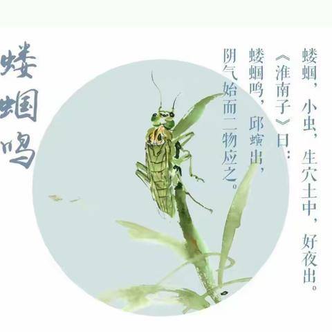 【春意阑珊处，立夏款款来】——二十四节气之立夏德育实践活动