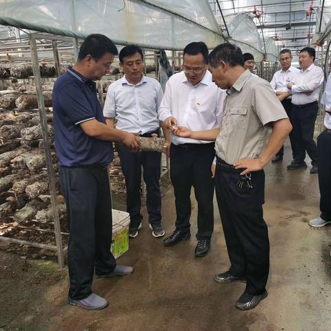 石三平到河南公司定点帮扶村调研