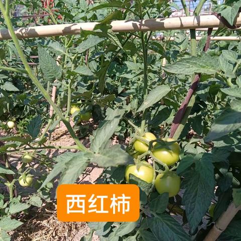 《尧府舜居老年公寓老人们的小幸福 》瓜果蔬菜样样俱全