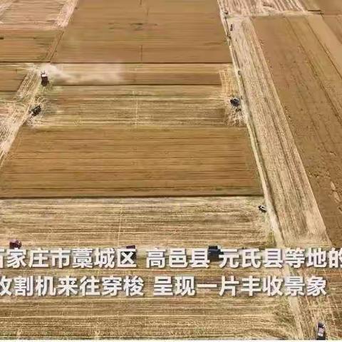河北石家庄：431.6万亩小麦开镰