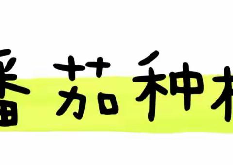 【课程故事】大四班🍅番茄也疯狂——梧侣社区金博士幼儿园