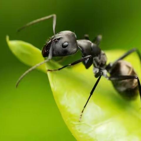 主题课程故事｜｜中二班《嘿！蚂蚁🐜》