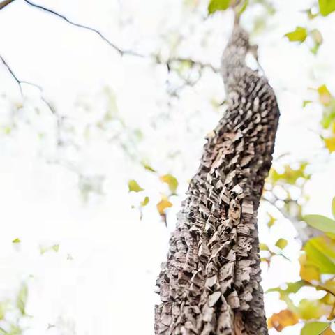 树木为气候保护带来惊喜——树皮能清除大气中的甲烷