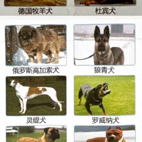 文明养犬，从我做起