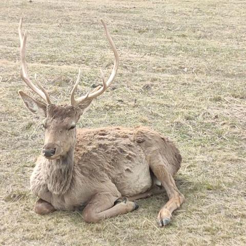 @张掖大义哥！的简篇