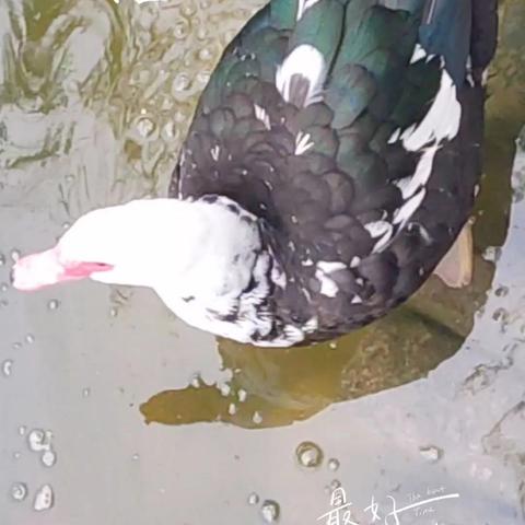 @张掖大义哥！的简篇