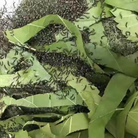 科学技术手段提高养蚕经济效益