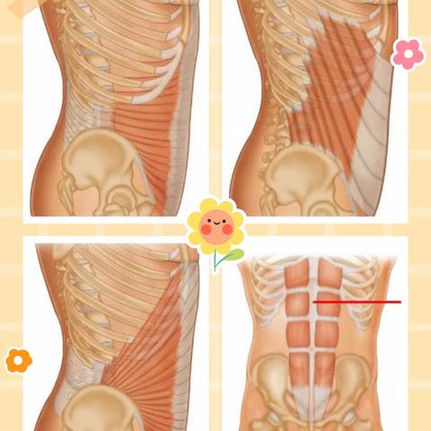 关于腹直肌分离的四大真相，再不看就晚了