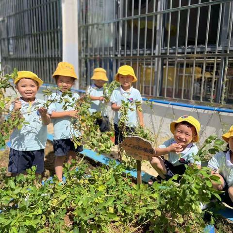 春生万物，“幼”遇花生——琼海市潭门镇中心幼儿园小二班种植记