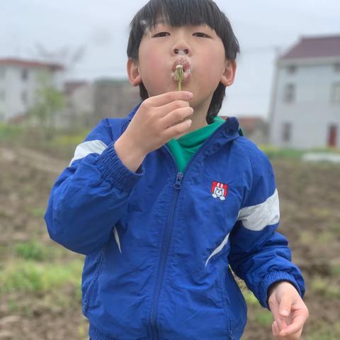 东洲小学三（6）向阳花班张梓睿作文集