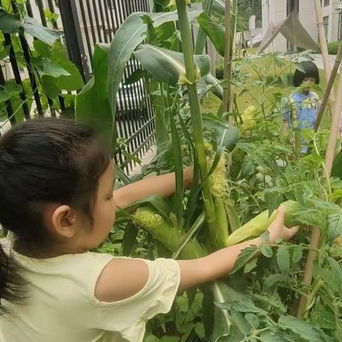 小小菜园 大大收获