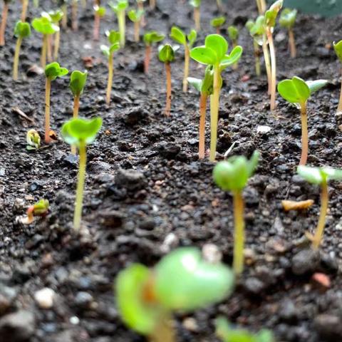 中四班小菜园学习故事记——小小菜园 大大乐趣