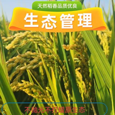 龙虾香稻618惠民大促销活动