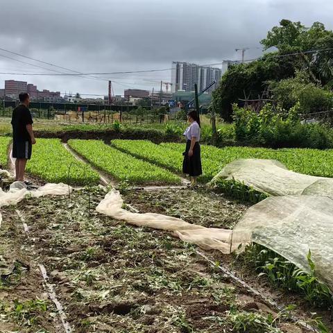 东头村开展2024年第二季度非法种植制毒原植物踏查工作