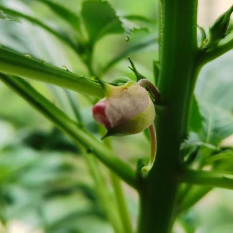 凤仙花的一生（之二）