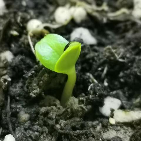 凤仙花的一生（之一）