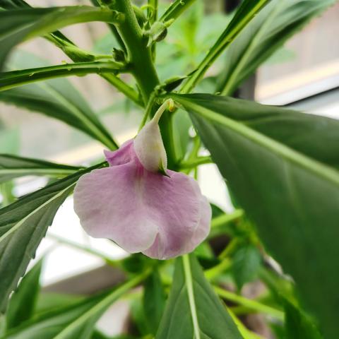 凤仙花的一生（之三）