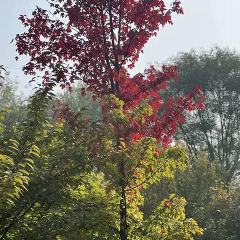 大二班课程故事——秋日来信