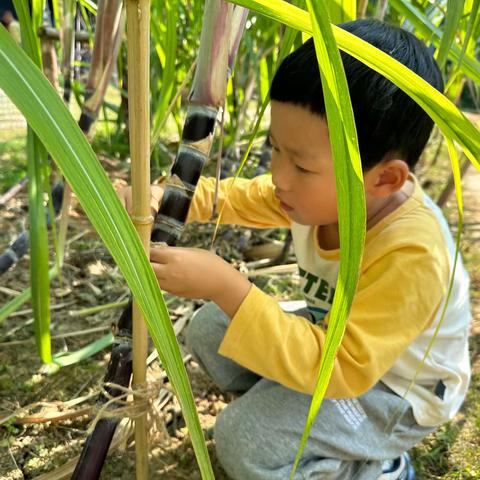 “蔗”里有秘密—尹山湖实验幼儿园独墅湾分园大（1）班课程故事