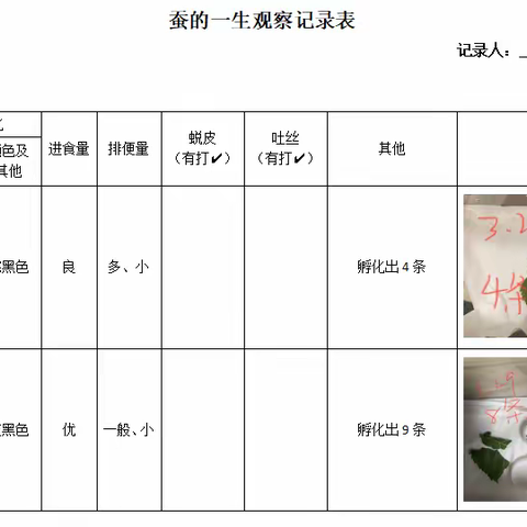 蚕宝宝神奇的生命周期