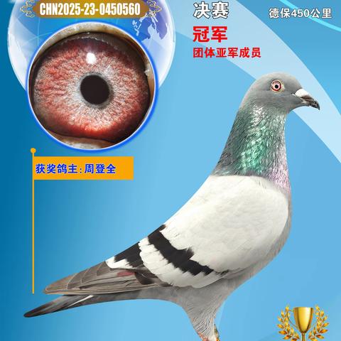 大方县鼎新振翅俱乐部2025年秋季“德保”450公里决赛入奖鸽专辑