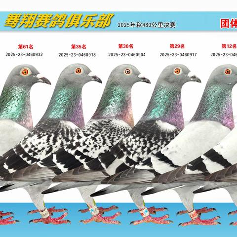 大方县骞翔赛鸽俱乐部2025年秋决赛入奖鸽展！