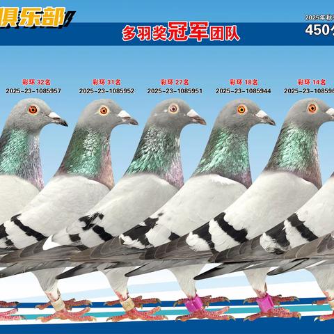 贵州大方马场镇银翔赛鸽俱乐部2025秋450公里优胜鸽专辑