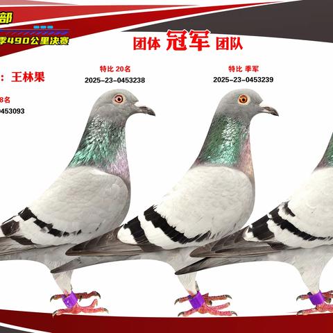强仔赛鸽俱乐部2025秋490公里决赛优胜鸽展