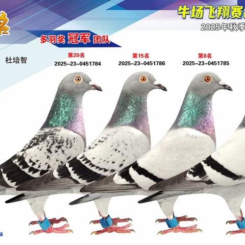 牛场飞翔赛鸽俱乐部2025年秋500公里决赛优胜鸽专辑展