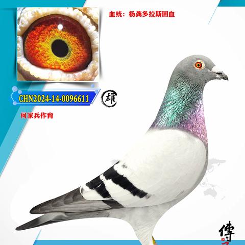 小屯鸽友私人珍藏种鸽专辑