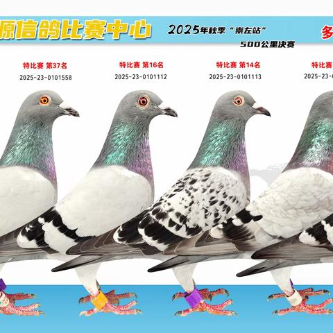 小屯广聚源信鸽比赛中心2025秋优胜鸽专辑