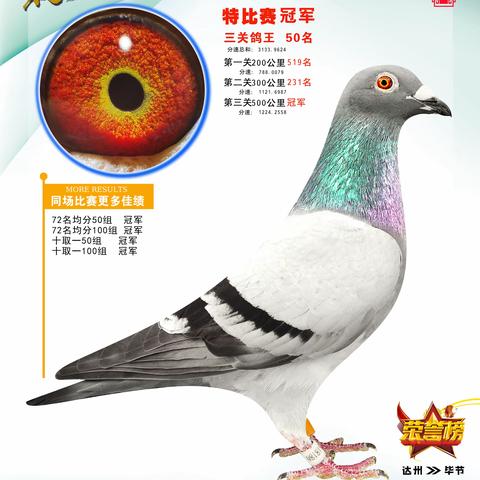 七星关超冠赛鸽俱乐部2026春500公里决赛获奖鸽