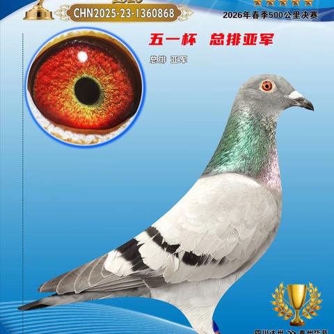 七星关杰宇赛鸽俱乐部2026春获奖鸽