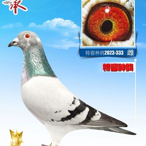 大方小屯鸽友特留种鸽专辑