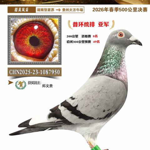 大方牛场飞翔赛鸽俱乐部2026年春500公里决赛进奖鸽辑