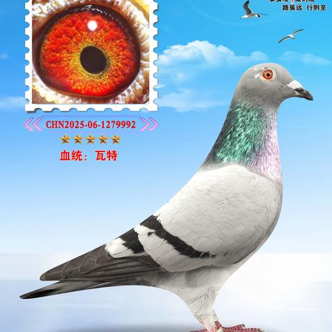 牛场鸽友珍藏种鸽