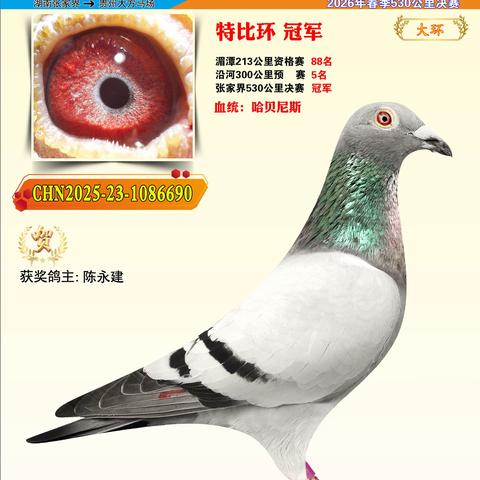 马场银翔赛鸽俱乐部2026春530公里进奖专辑