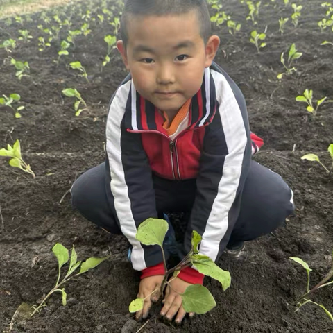 【劳动育人】依兰县德裕学校师生共耕希望田，播种绿色未来！