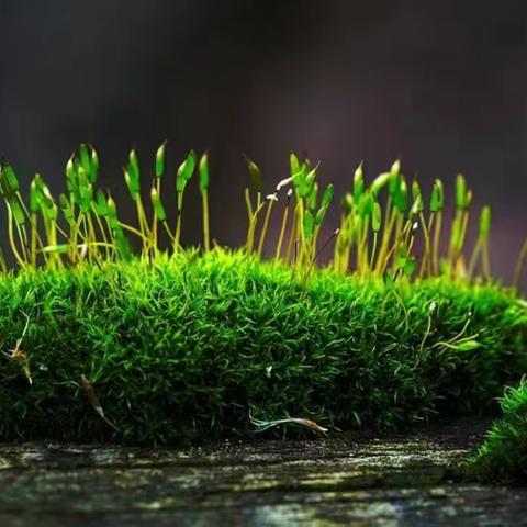 苔花似米，开似牡丹；展出自我，秀出风采。——四里店镇第四中心小学四二班《我的自画像》作文展