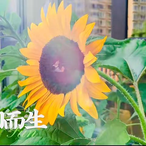 向阳花开—中一班班级种植