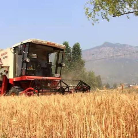 麦收时节，警惕交链孢霉等真菌引发的哮喘急性发作